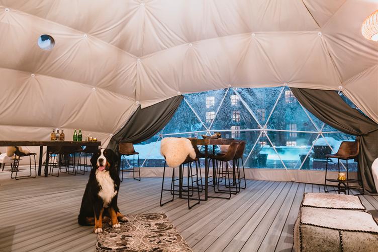 dog in the middle of a geodesic dome overlooking a table and window