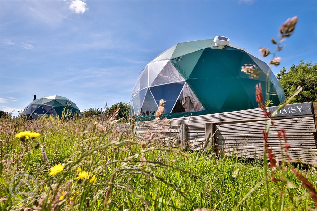 two green geodesic domes on the field